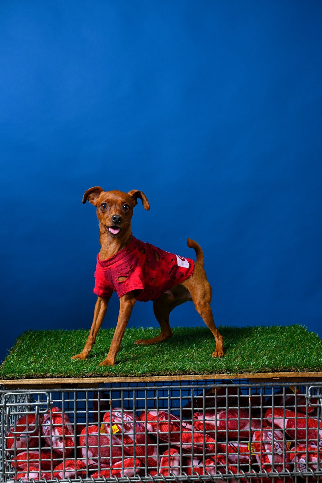 スペシャルヴィンテージTシャツ【Miniature Pinscher】