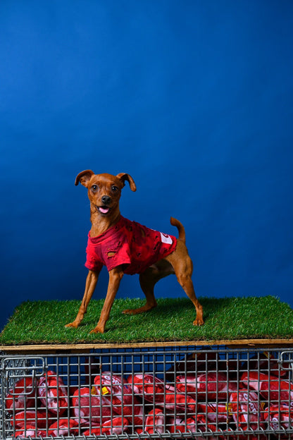 スペシャルヴィンテージTシャツ【Miniature Pinscher】