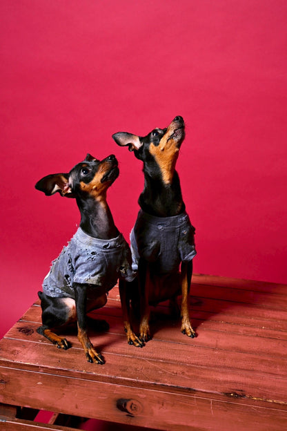 スペシャルヴィンテージTシャツ【Miniature Pinscher】