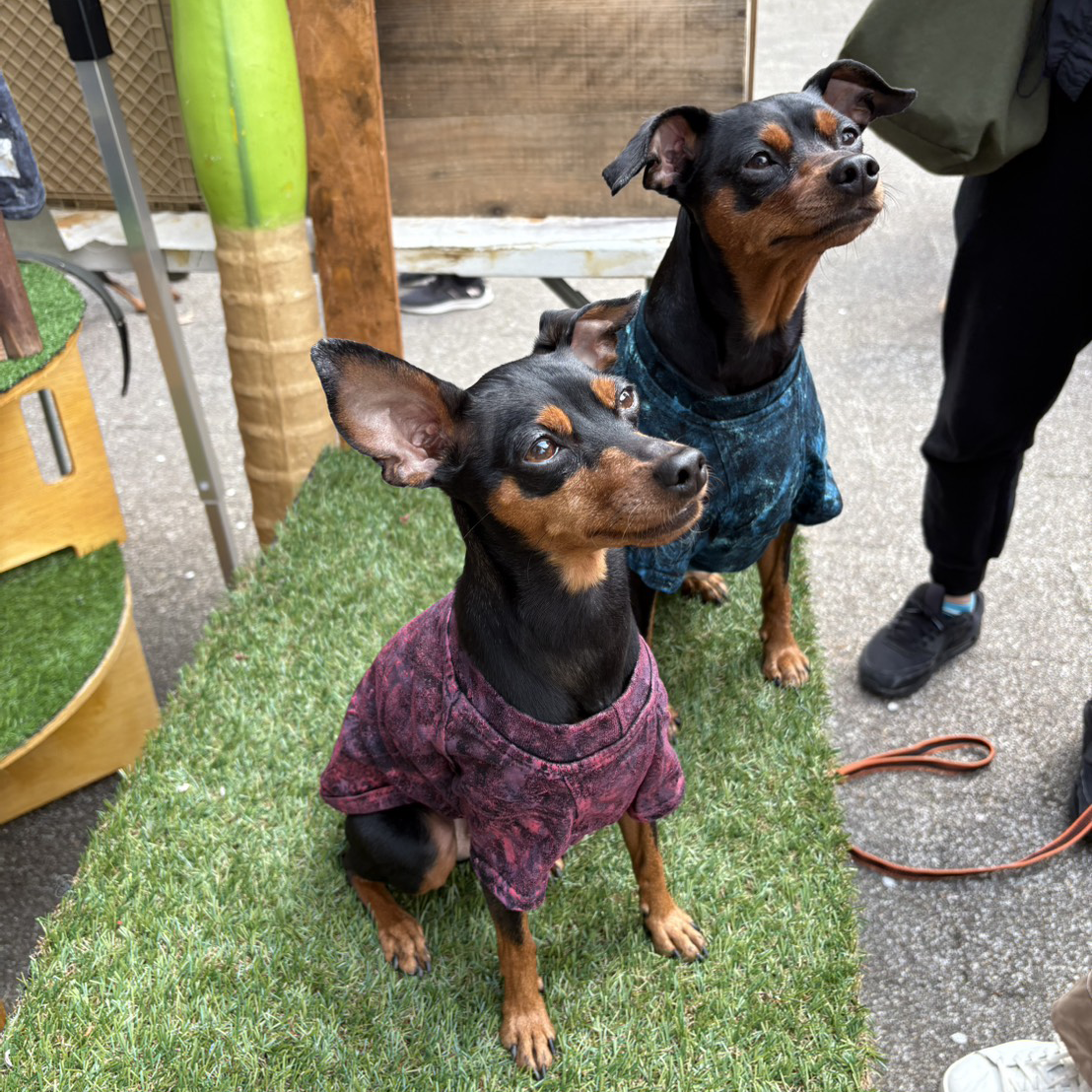 クラッシュTシャツ【Miniature Pinscher】