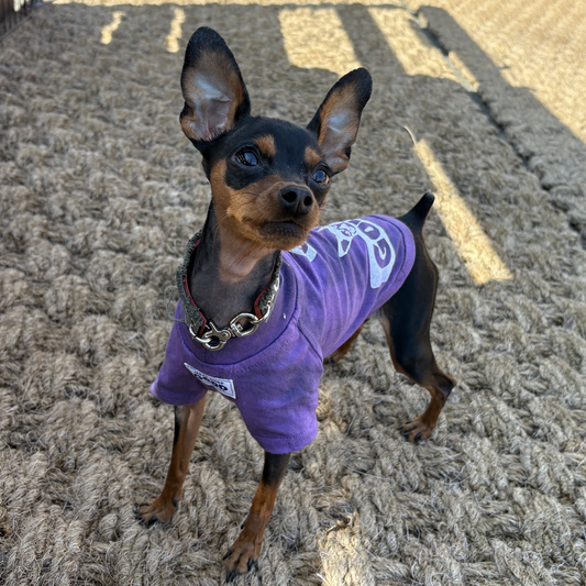 ヴィンテージTシャツ【Miniature Pinscher】